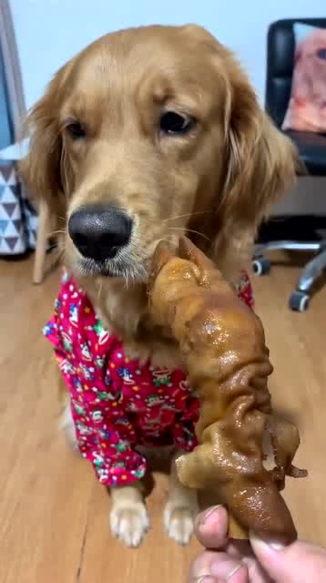 测试狗，测试狗科研服务平台