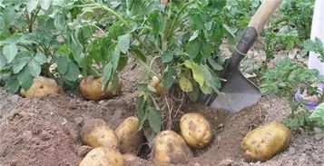 土豆种植方法步骤，如何种土豆一步一步教学