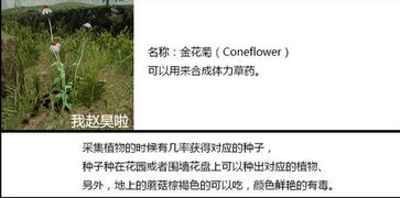 森林枪械怎么合成?