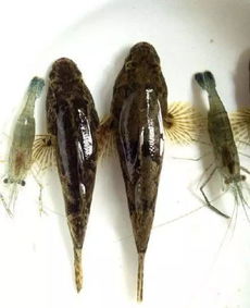 塘鳢鱼刺多吗