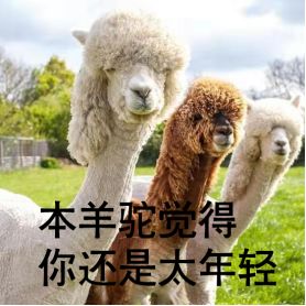 羊驼pte，羊驼pte保过班多少钱