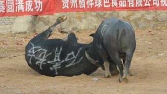 斗牛是什么意思