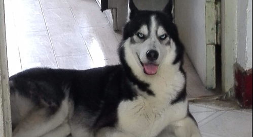 为什么柴犬和哈士奇会被说成是表情包?