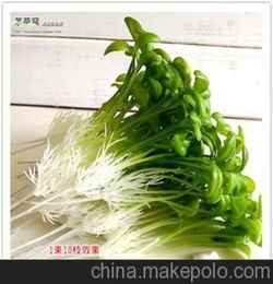 小豆苗怎么弄逾期接种