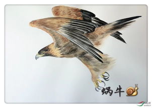 大雕吧露鸟，大雕roc