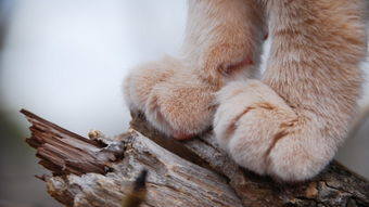 猫爪网