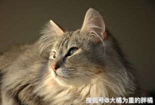 战魂铭人猫老板怎么获得