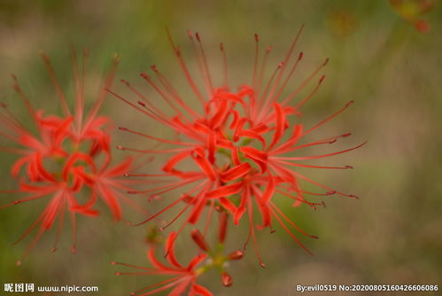 幽灵花，幽灵花叫什么名字