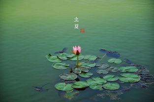 立夏图片，二十四节气精美图片