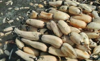 藕是根还是茎