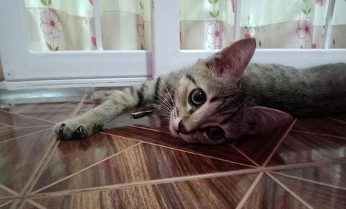 猫不同的叫声在表达什么