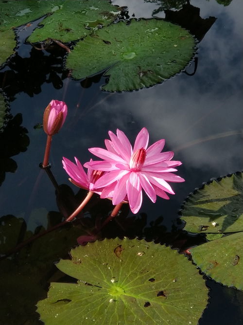 幽莲是热带植物吗