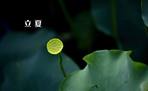 立夏的问候语祝福图片