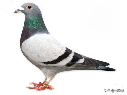 飞鸽传书，飞鸽传书app