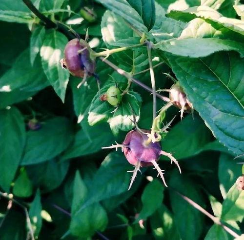 蜘蛛果种植最佳时间