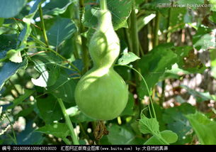 绿葫芦，绿葫芦有什么寓意