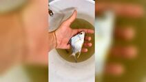 钓鱼的诱饵有哪些