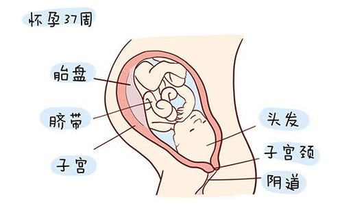 王者荣耀发育路是上路还是下路