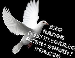 赛鸽详细资料大全