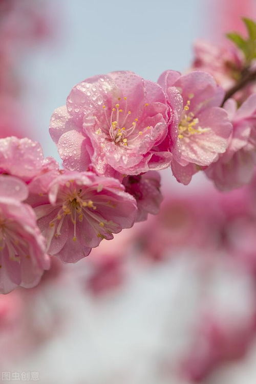 桃花灼灼，桃花灼灼 宜室宜家、 瓜瓞绵绵 尔昌尔炽