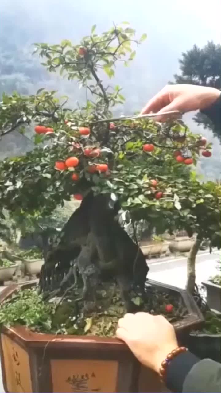 弹子，弹子石老街
