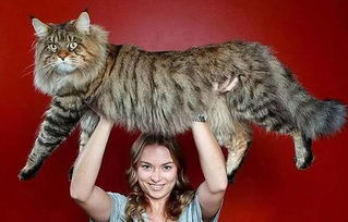 巨型猫，巨型猫品种大全