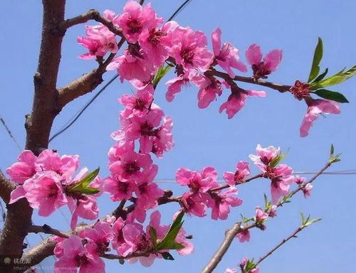 桃花灼灼,是什么意思?