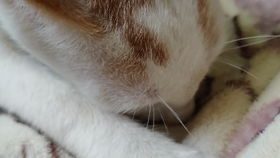 猫咪大作战拳头最大的怪物