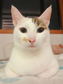 领猫，领猫系统
