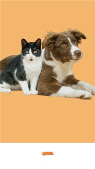 猫狗翻译器,猫狗翻译器免费版