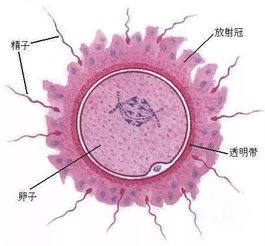 精子怎样和卵子结合 - 百度宝宝知道