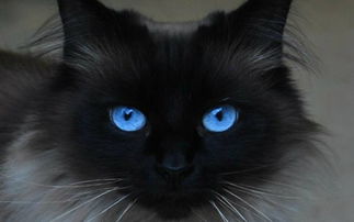 猫眼看人的意思是什么?