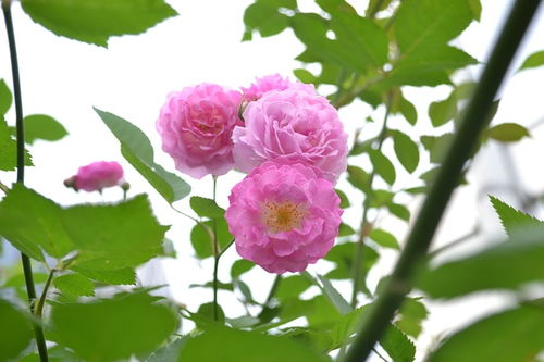 三枝花，三枝花图片大全