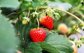 草莓树是真的吗?
