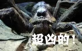 阿拉戈克，阿拉戈克为什么要吃哈利波特