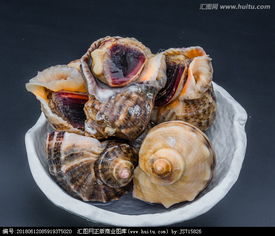 海螺简介