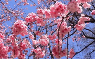 风车樱花