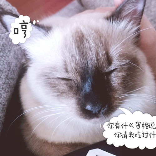 煤老板猫，煤老板猫故事