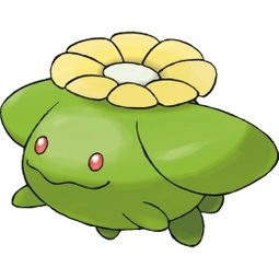 毽子花，毽子花怎么进化