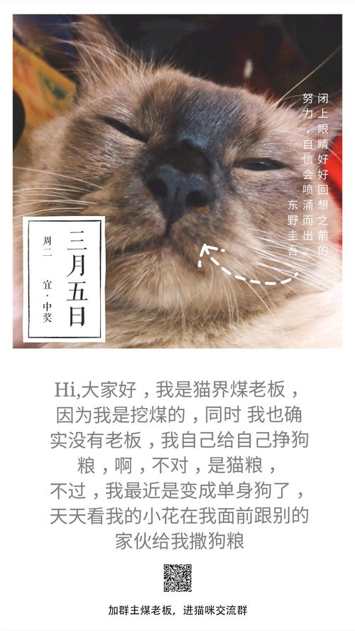 哪种猫不掉毛又好养