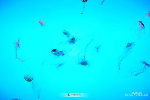 15种奇特的海洋生物