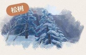 松木在哪里采集原神