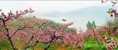 桃花什么时候开放