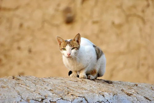 《狩猎者》电影赏析