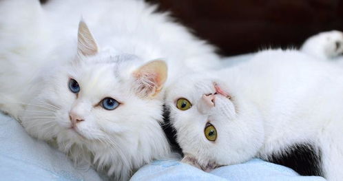 猫咪翻译器
