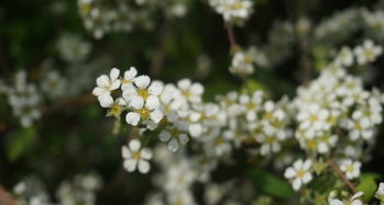 藕花深处,藕花深处什么意思