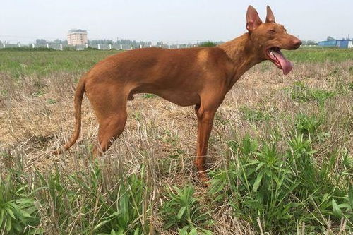 狩猎犬，狩猎犬排名