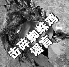 鸡有激素?