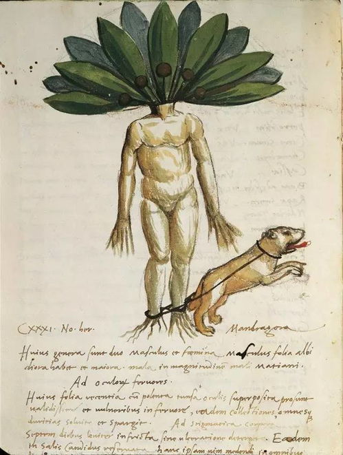 曼德拉草，曼德拉草很吵