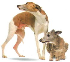 猎犬品种大全图片大全